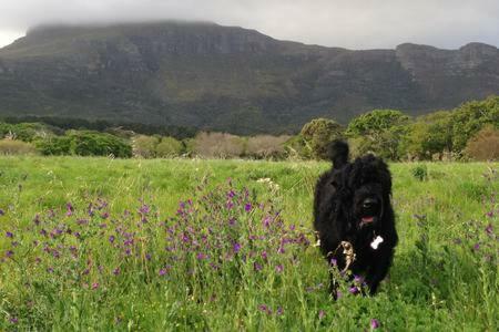 Selkie - Two Restful Near & Restaurants * Noordhoek